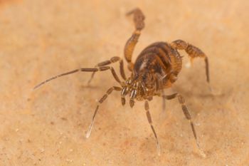 Media type: image; Invertebrate Zoology 151595